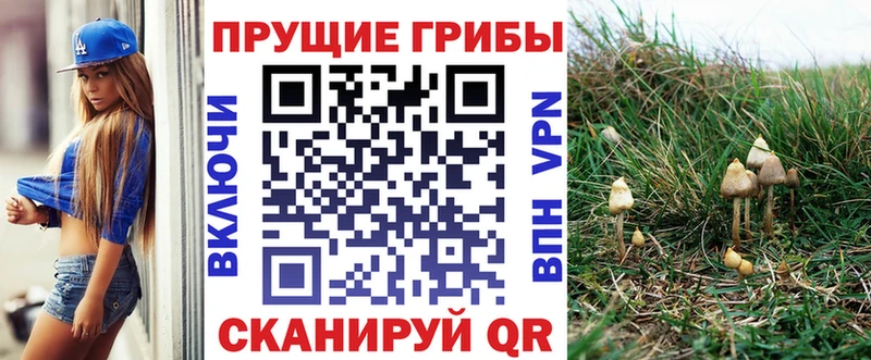 Галлюциногенные грибы Psilocybine cubensis  Ардатов 
